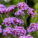 Verbena