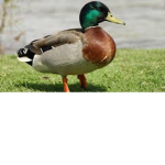 Duck Supporters!