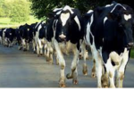 The Milky Mafia