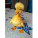 Duck hair squad