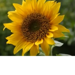 TheShiningSunflowersOfficialYT