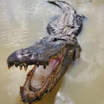 The alligator swamp
