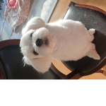 몽이와 쩡이 다갱이