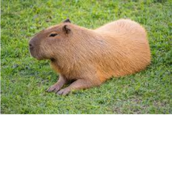 funny island (REMAKE) HI