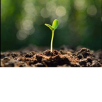 Sprouts United!!