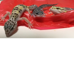 ヤモリグループ