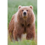 bear century