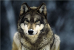 The Gray Wolf Lovers
