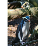 The Penguin Family Tree