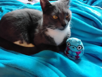 THE POPCATTTTS
