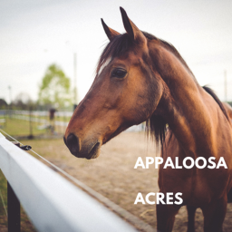 Appaloosa Acres