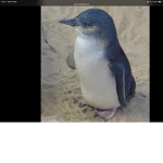 penguin group team up with us