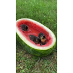 Watermelon gang:)