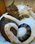 Smiley Cats.