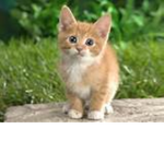 The #super cat squad
