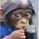 MonkeyCO.