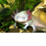 AXOLOTLS ARE AMAZING!!!