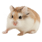 Hamster Nation.