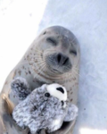 Everything Seals Fan Club!