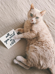 Kitty groups lovestarz