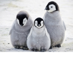 *Penguin Hideout*