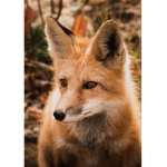 Foxyj's games