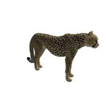 the cheeta's