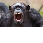 Cursed Chimps (GPO)