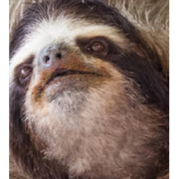 sloth need help
