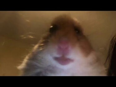 Hamster! Hideout!