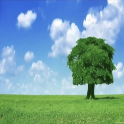 Dreamlike tree landscape