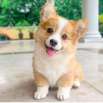 Cute Corgis!!!