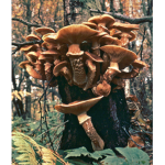 Bogmen