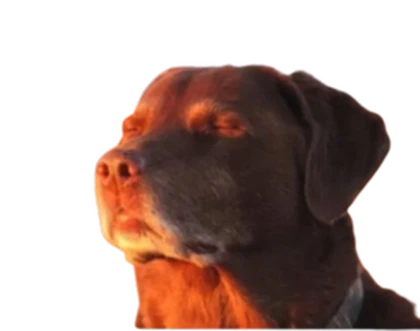 Rotted Studios Roblox group icon