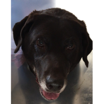 My dog died I’m sad now