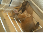 *-Bunny Fans-*