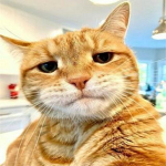 Orange Cat Meme