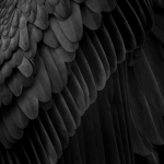 CrowWrath