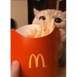cats are cute eating McDonald’s