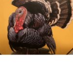 Turkeys Rule!!!!