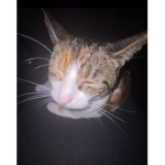 Team Galaxy Guys