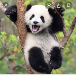 Panda.gurl