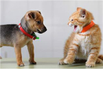 puppy and kitten lovers