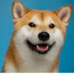 The Great doge kingdom of epic doge