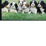 Cavalier club