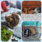 The super guinea pig group