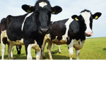 Cows United Group