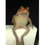 frogē