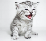 Meowing Cat Studios