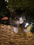 My Cats Christmas tree